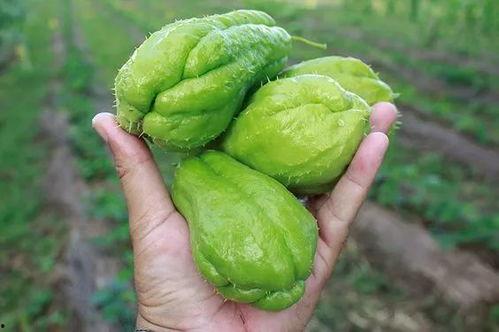 黄金吃瓜娱乐