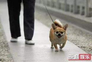 娱乐吃瓜养狗视频,娱乐吃瓜两不误，萌宠视频圈粉无数